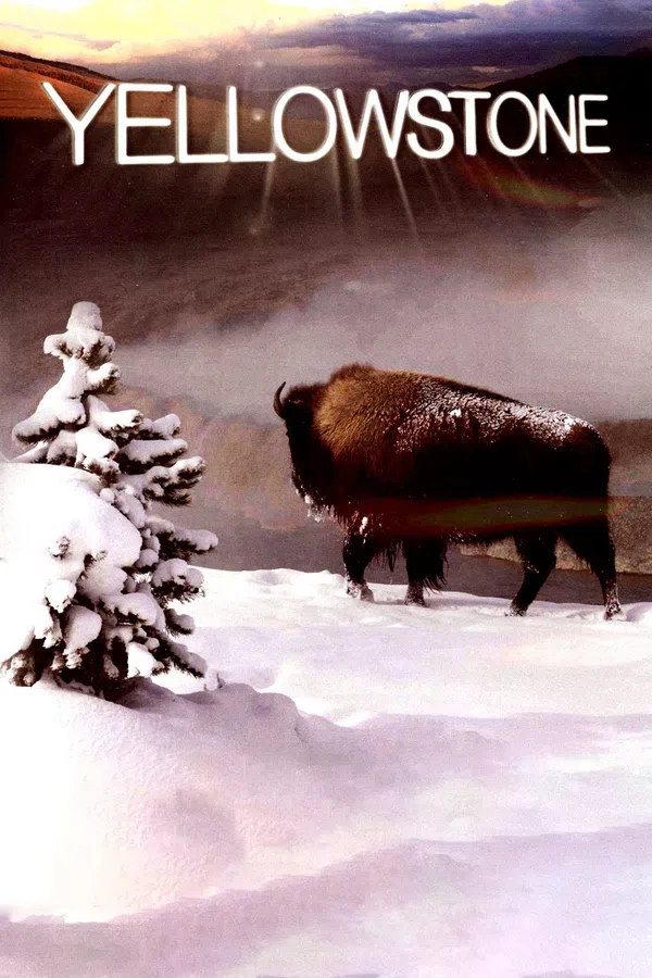 Poster phim Yellowstone trên PhimMoi